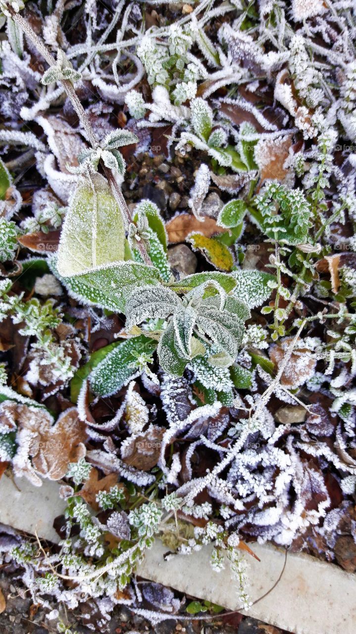 Morning frost on plant