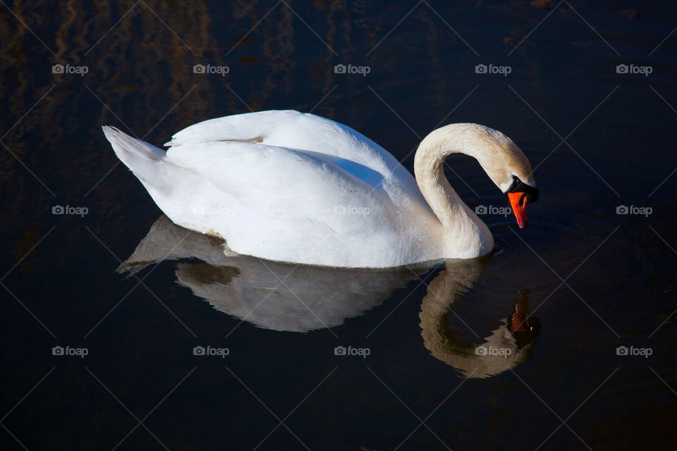 water swan bird reflection by jensryden