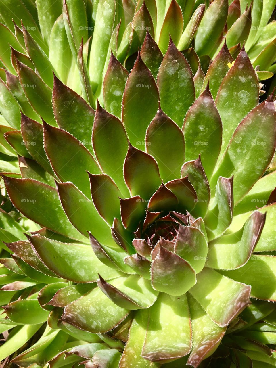 Green succulent. Cactus. Green and maroon. Beautiful tips. Nature. Row. Green.