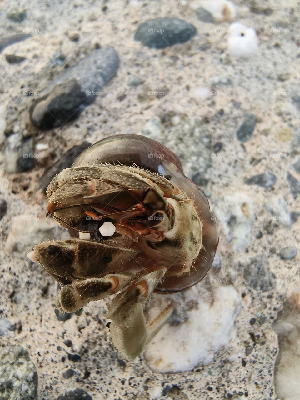 Hermit Crab in Chenggong Township, Taitung County