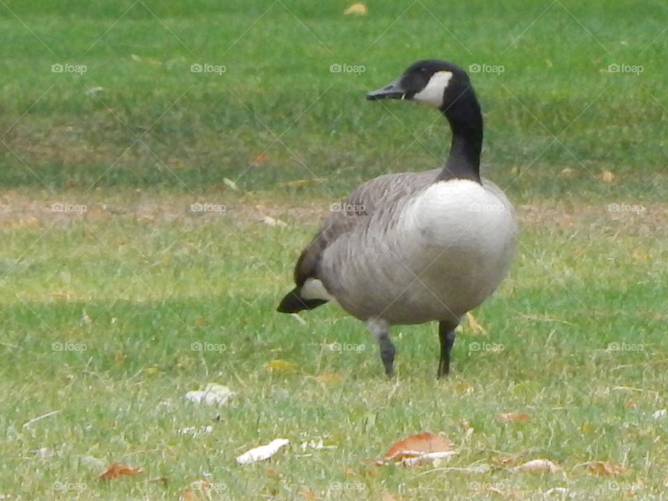 A Canadian goose taking a walk in the park.