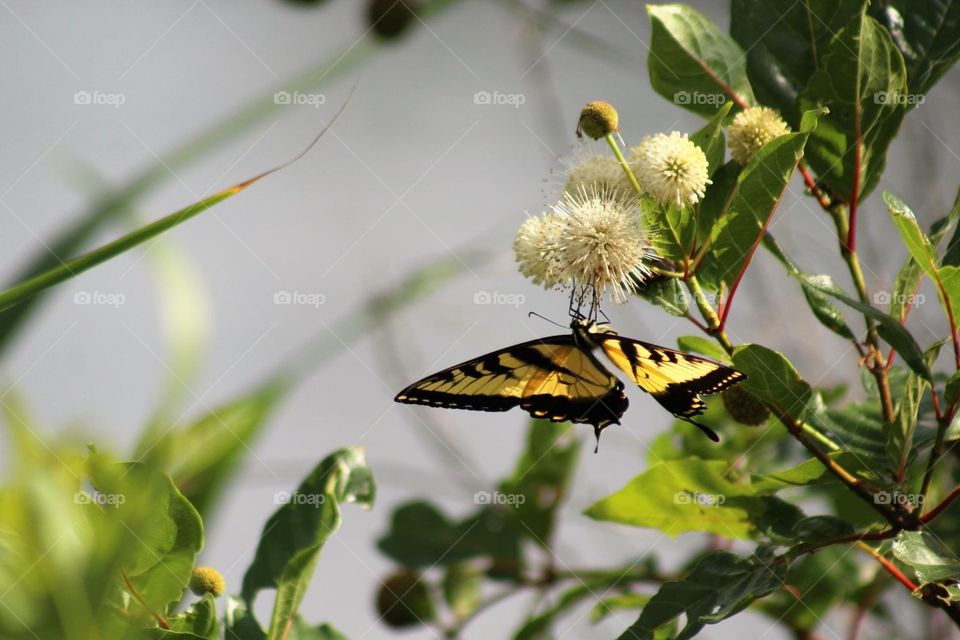 Acrobatic Eastern Swallowtail 