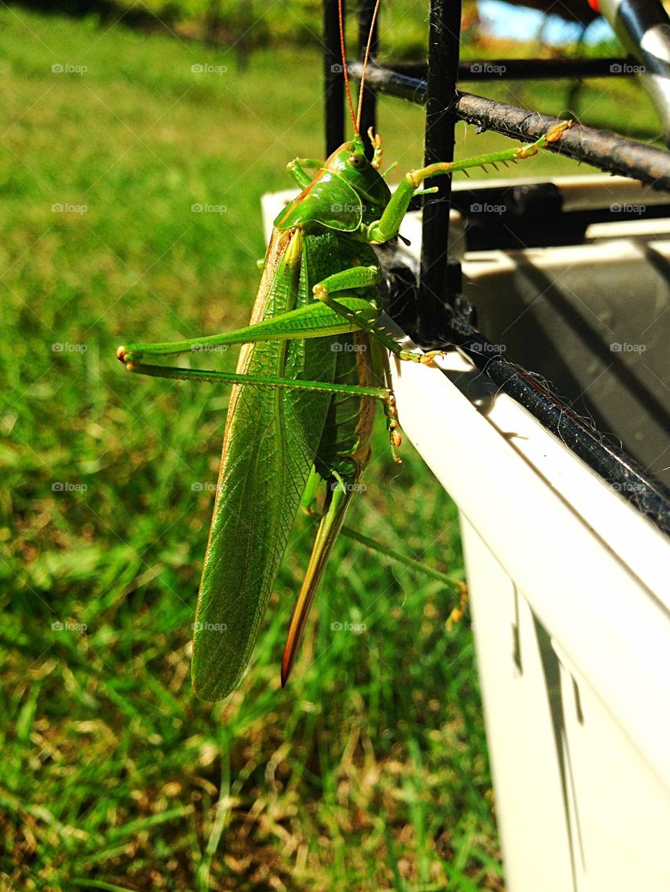 Another giant grasshopper