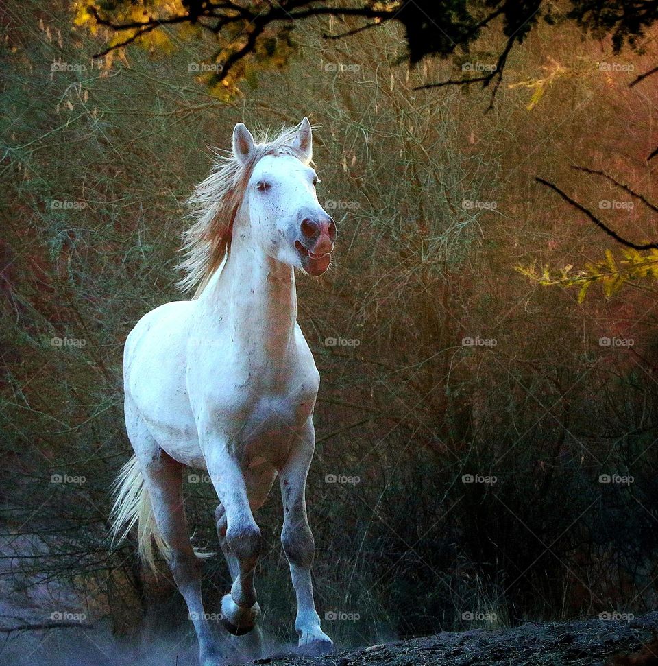 Wild Horse in the Forest