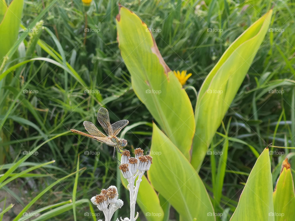 A dragonfly on flowers. Shoot 4.