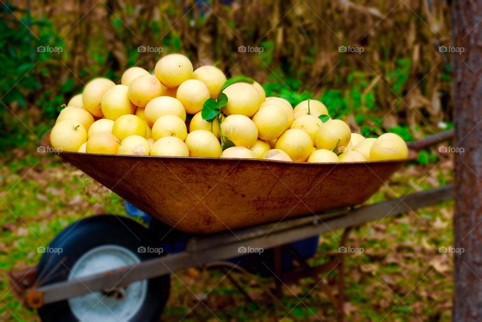 Wheelbarrow of Grapefruit