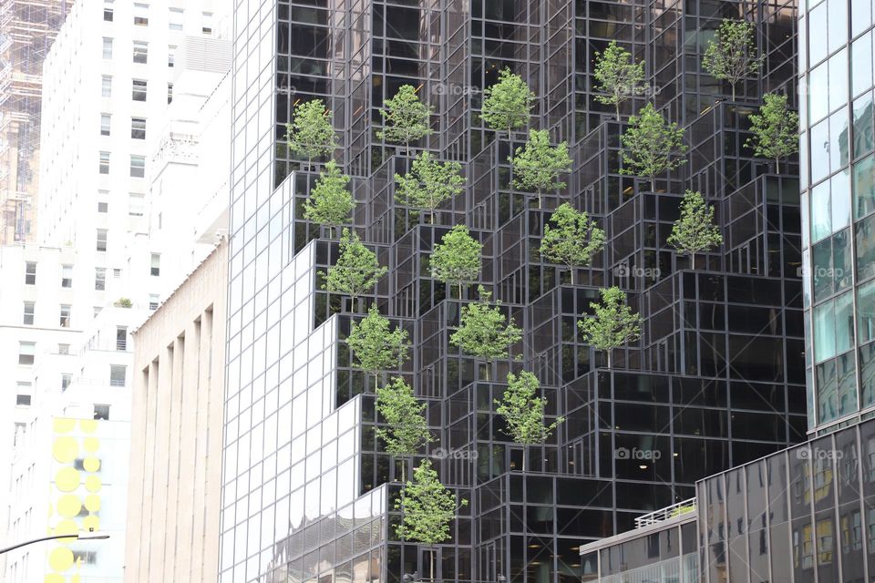 Trees planted on a building 