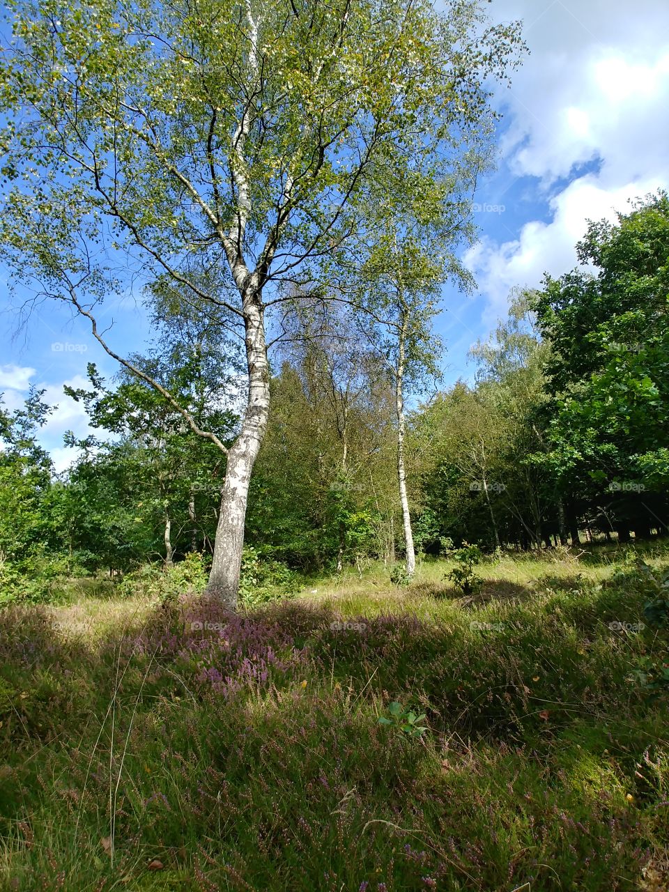 wald forest baum Birke Heide wiese Sommer Herbst