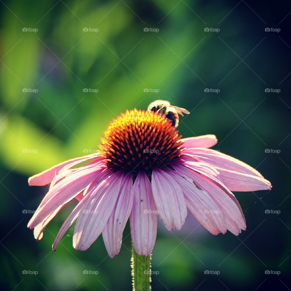 Bee on echinacea 