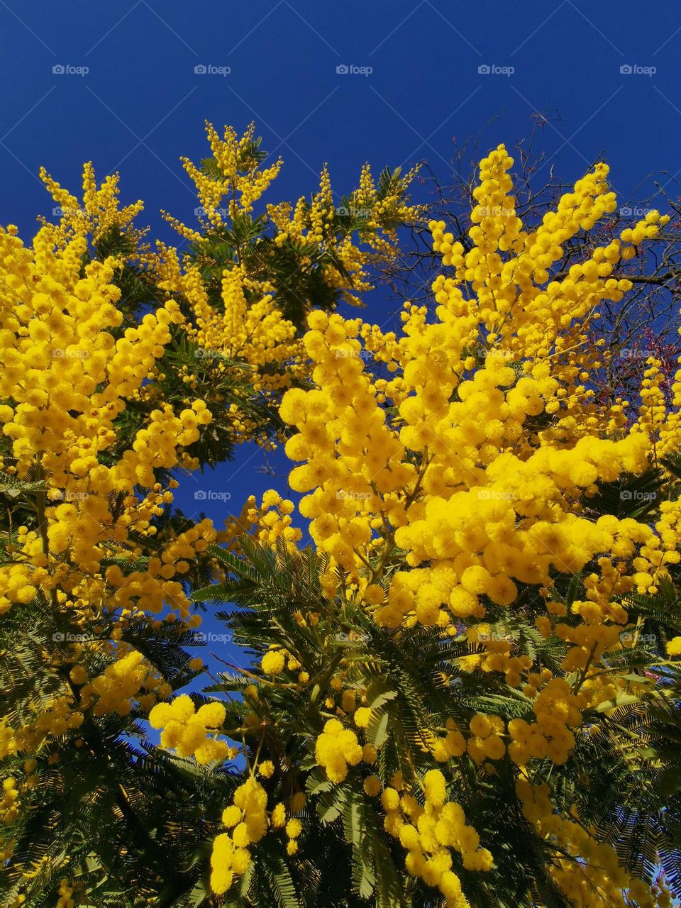 Love yellow color. Beautiful mimosa. Spring time, spring mood, spring vibes. Amazing nature.