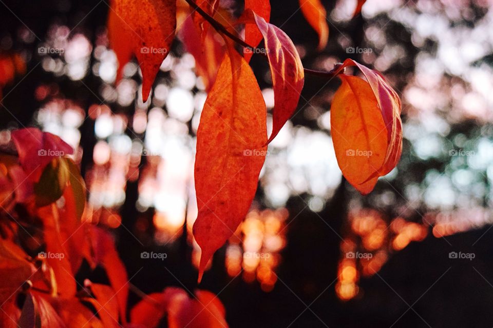 Fall, Leaf, No Person, Nature, Season