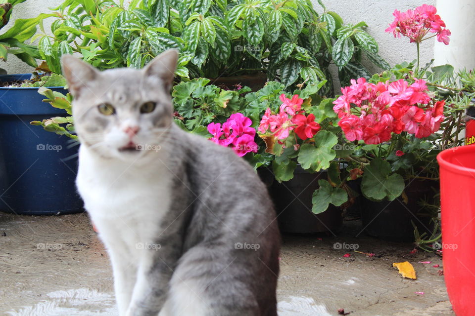 Cat on the garden 