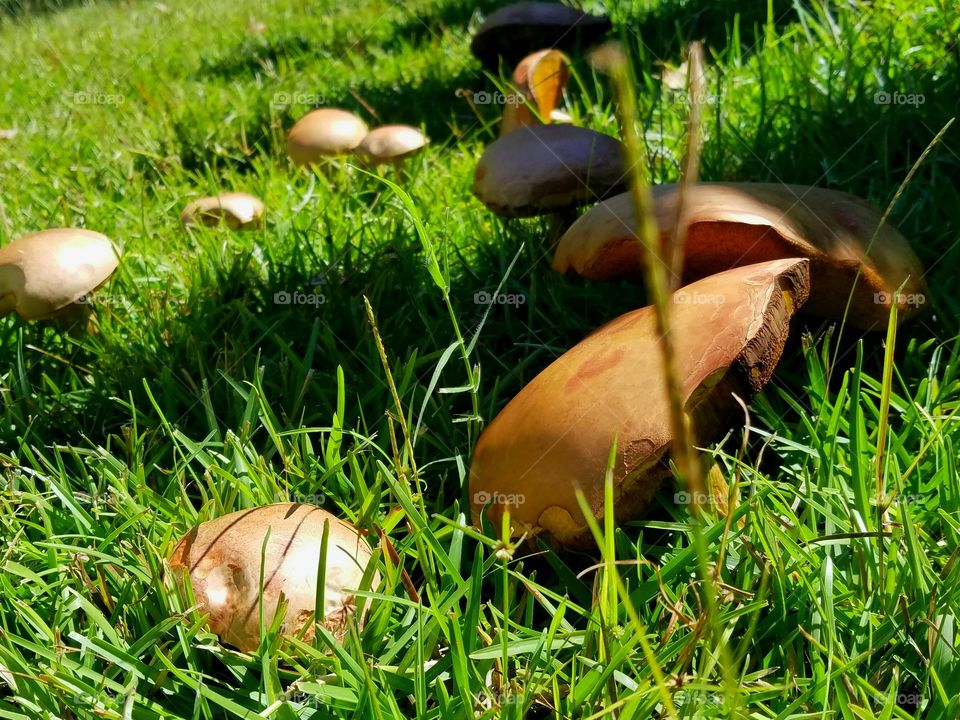 mushrooms in a circle