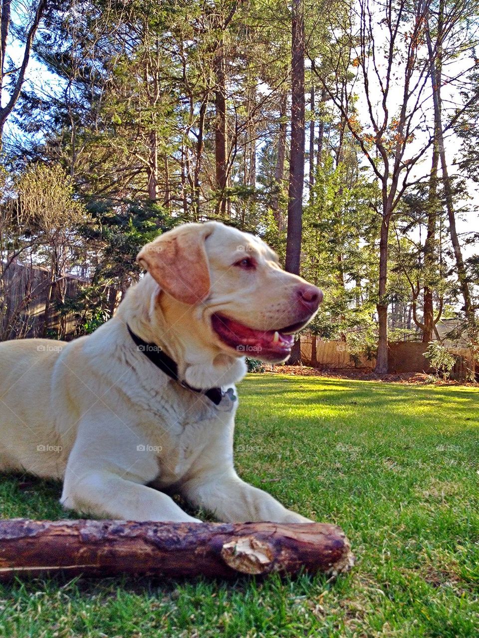 Happy Dog