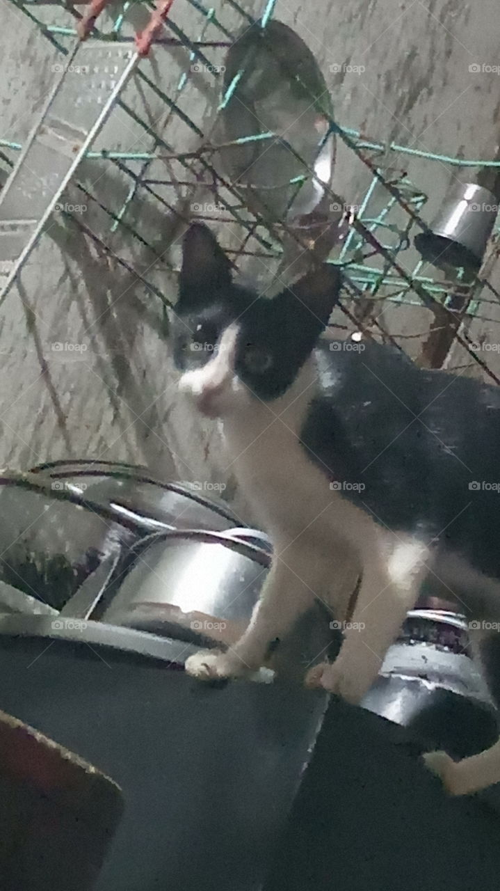 This cate is search the milk mitnight