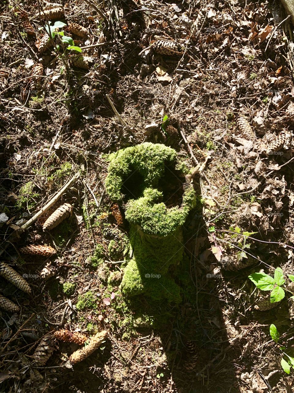 Alien stump
