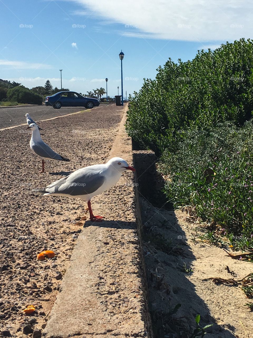 Seagulls on curb kerb 