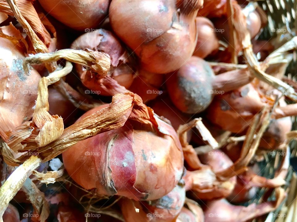 detail of composition of red onions