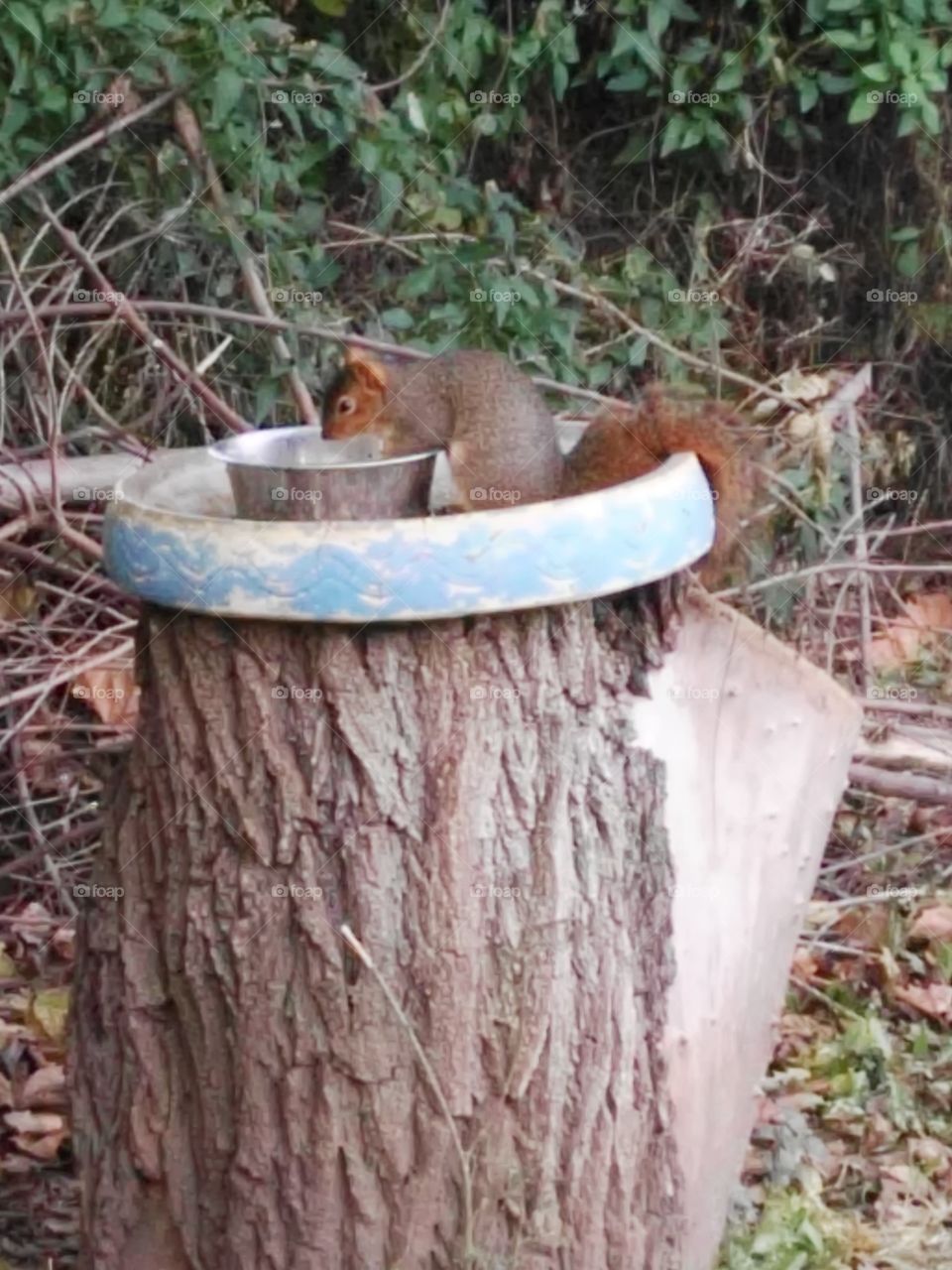 Squirrel breakfast