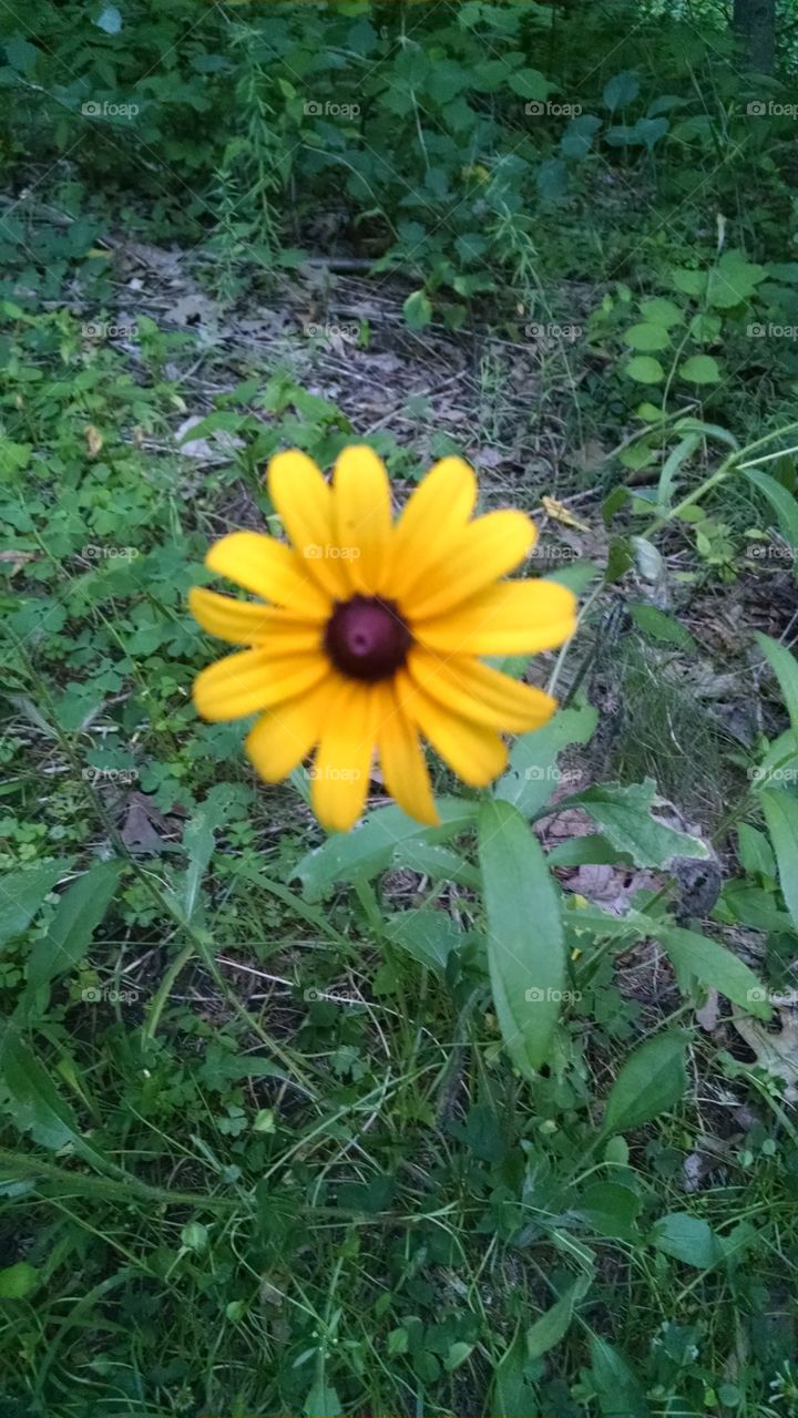 Summer flower. flowers in the woods