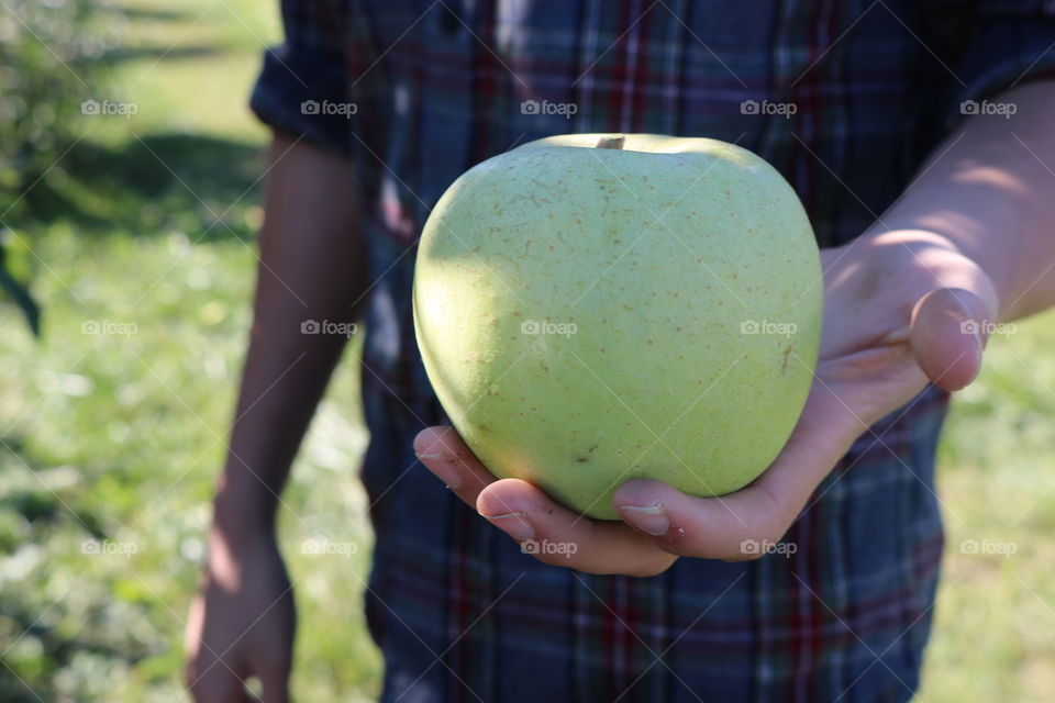 Large delicious honey crisp apple.