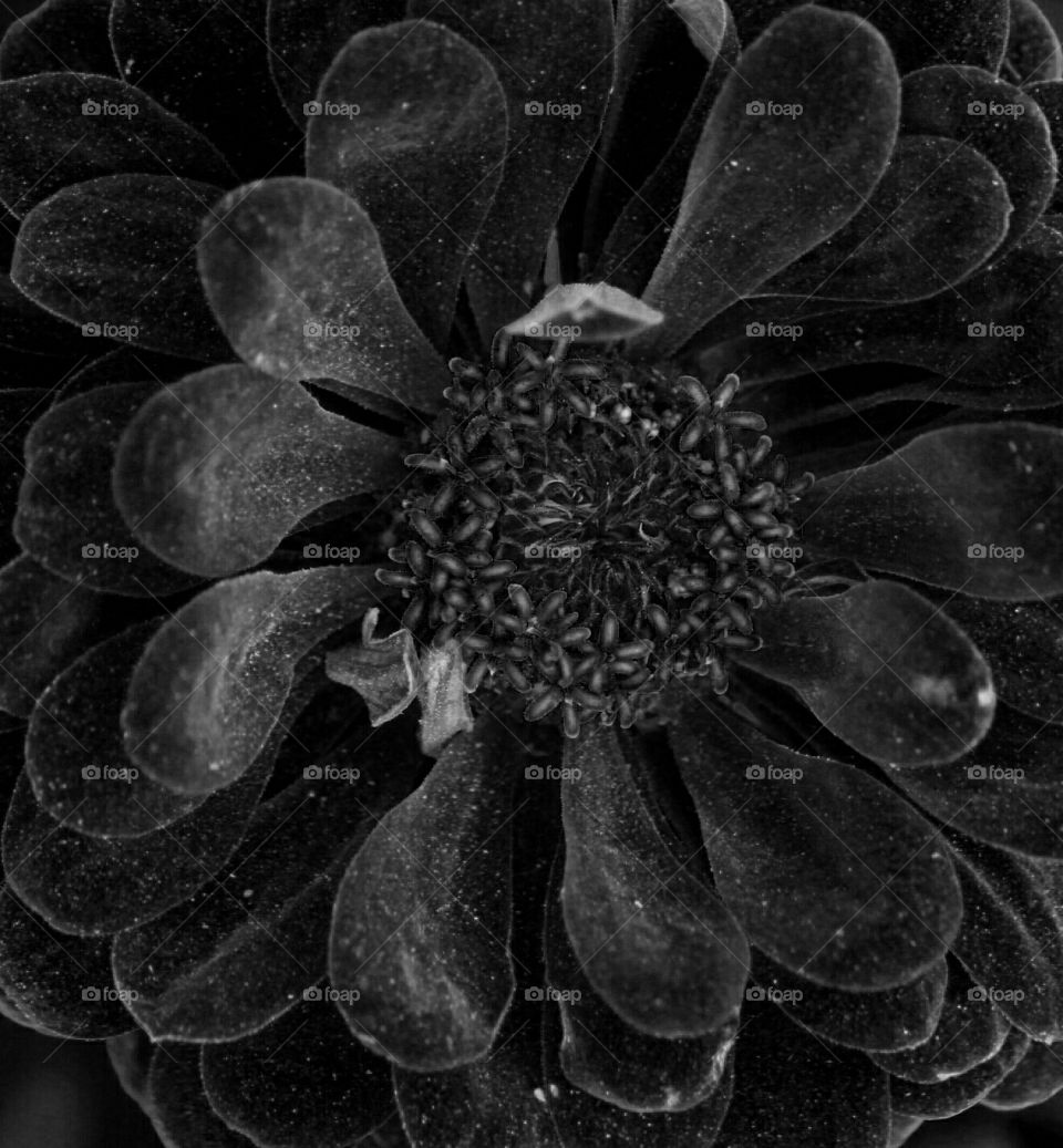 black and white flower