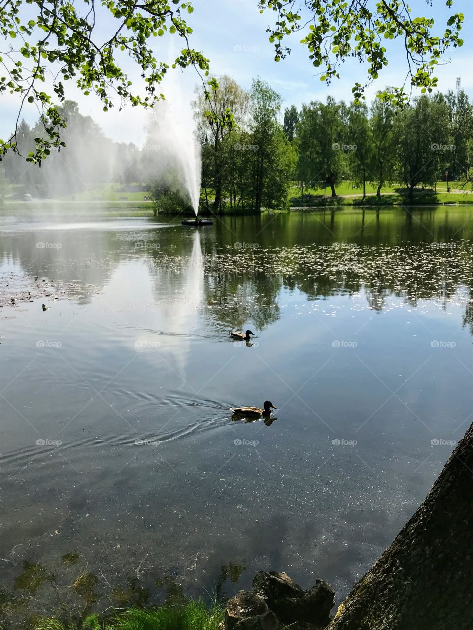 Ducks swimming in a pond