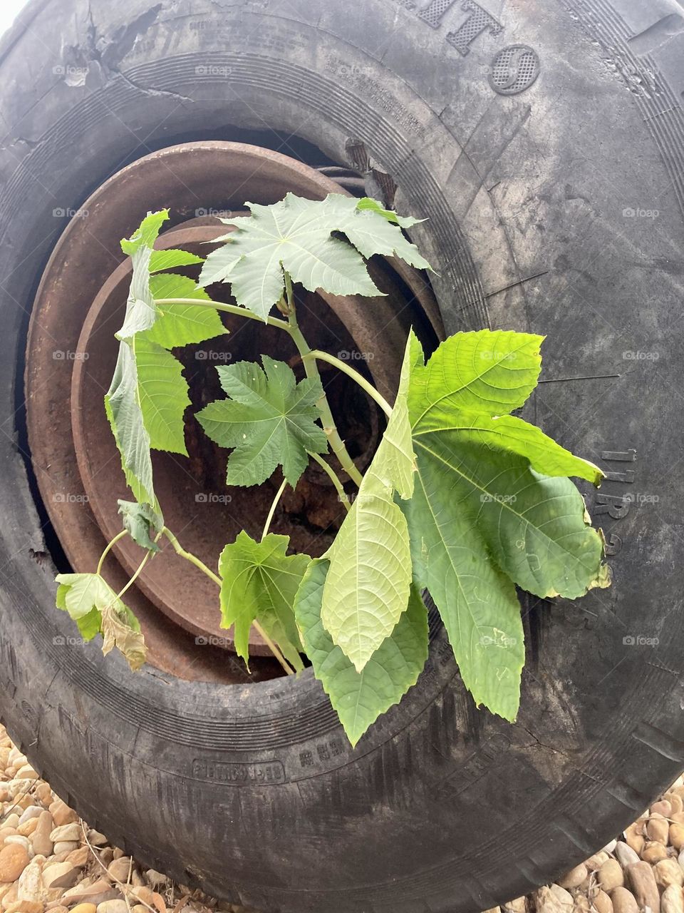 Leaves grow through a tire