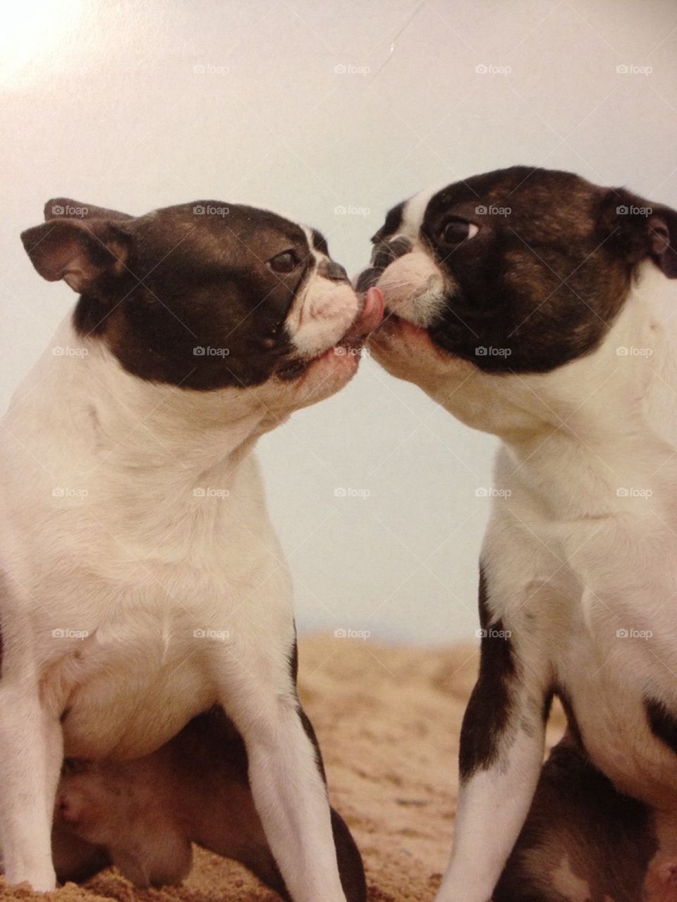kissing pups