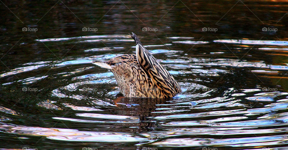 Bottoms up..........