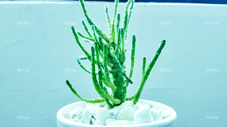Plantas