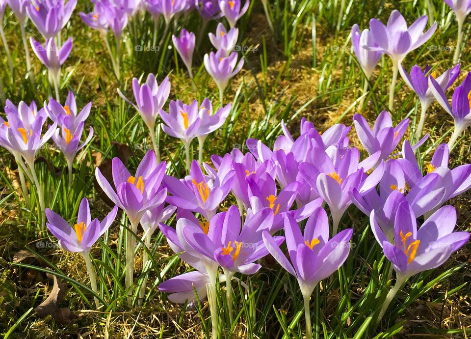 Purple flowers glowing on field