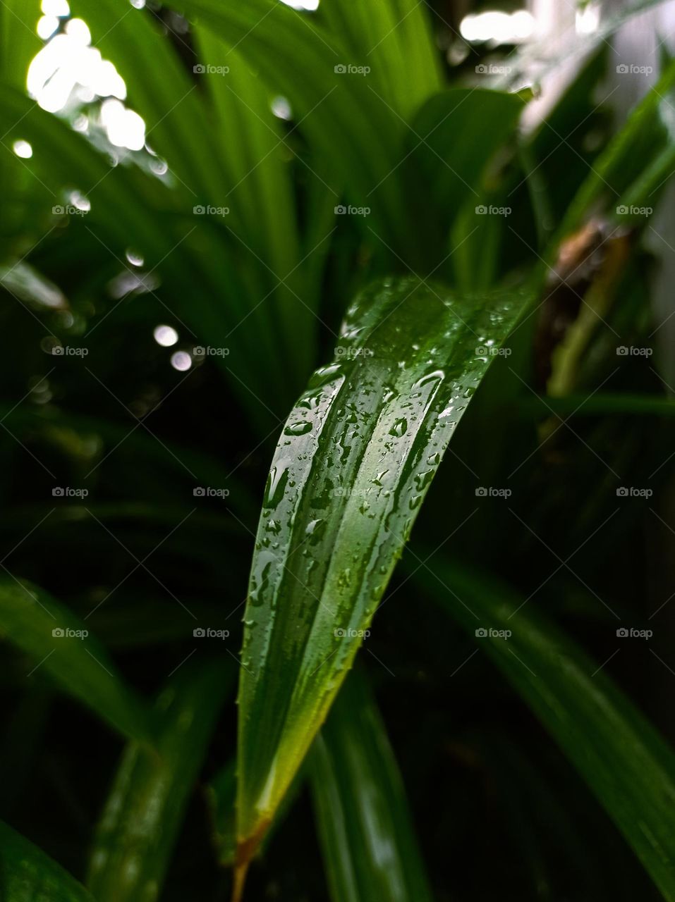 Pandan Leaves