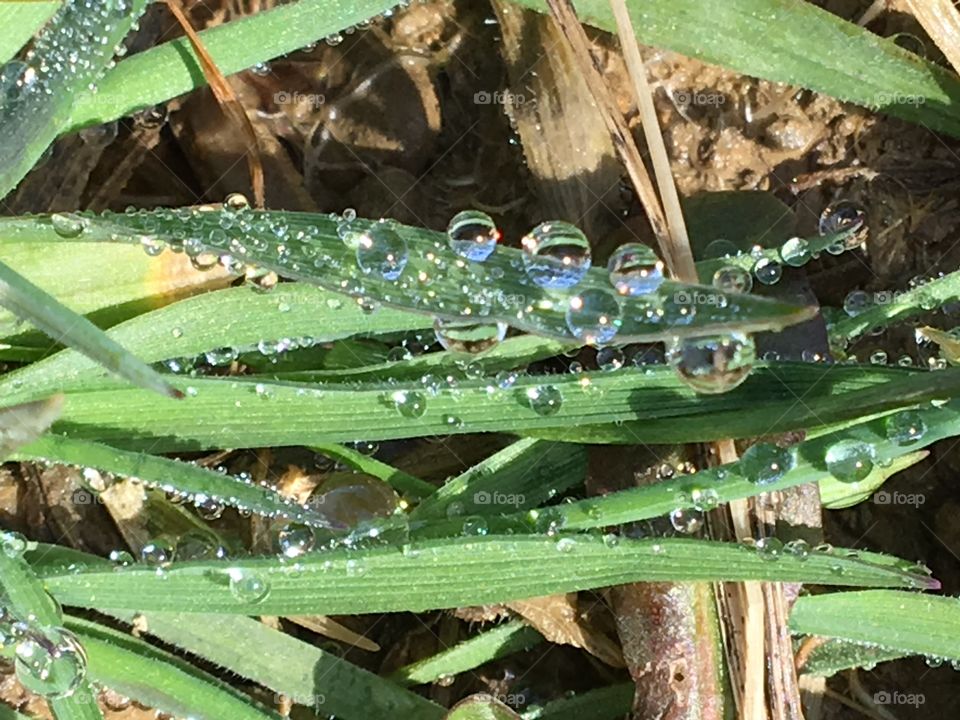 Dewy beads of water on lush blades of grass
