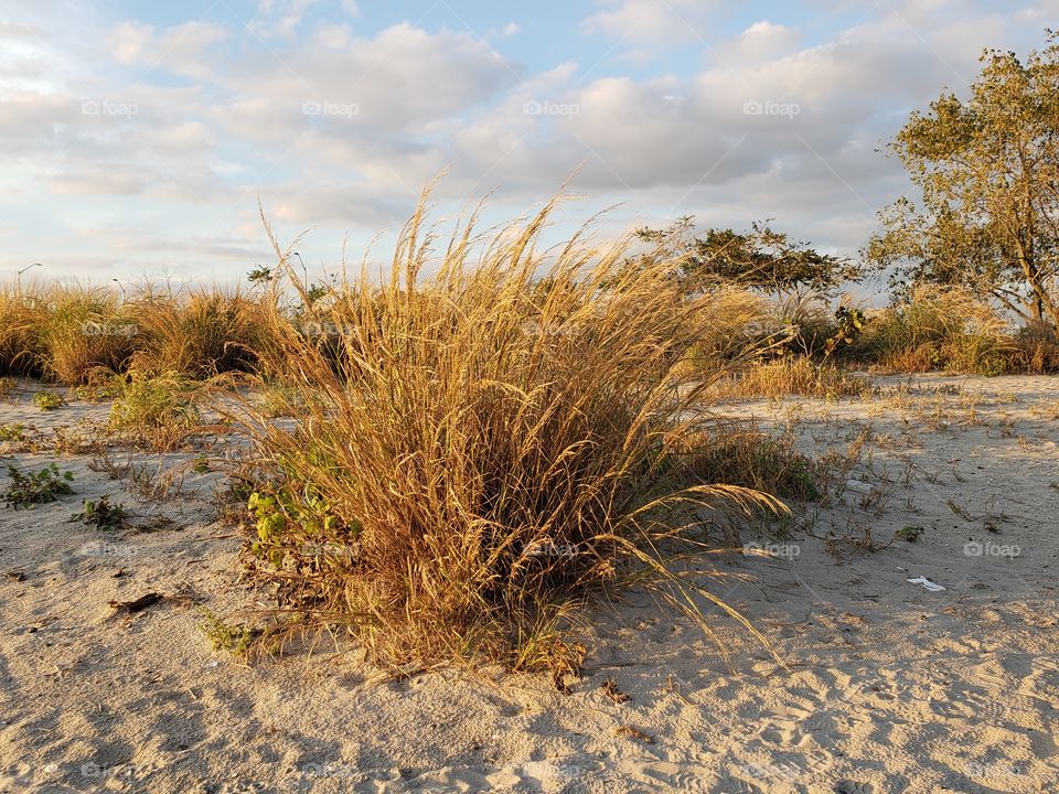 Beach shrub