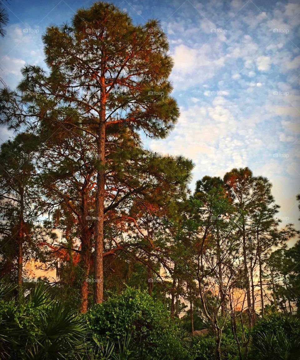 Pine trees in sweet light