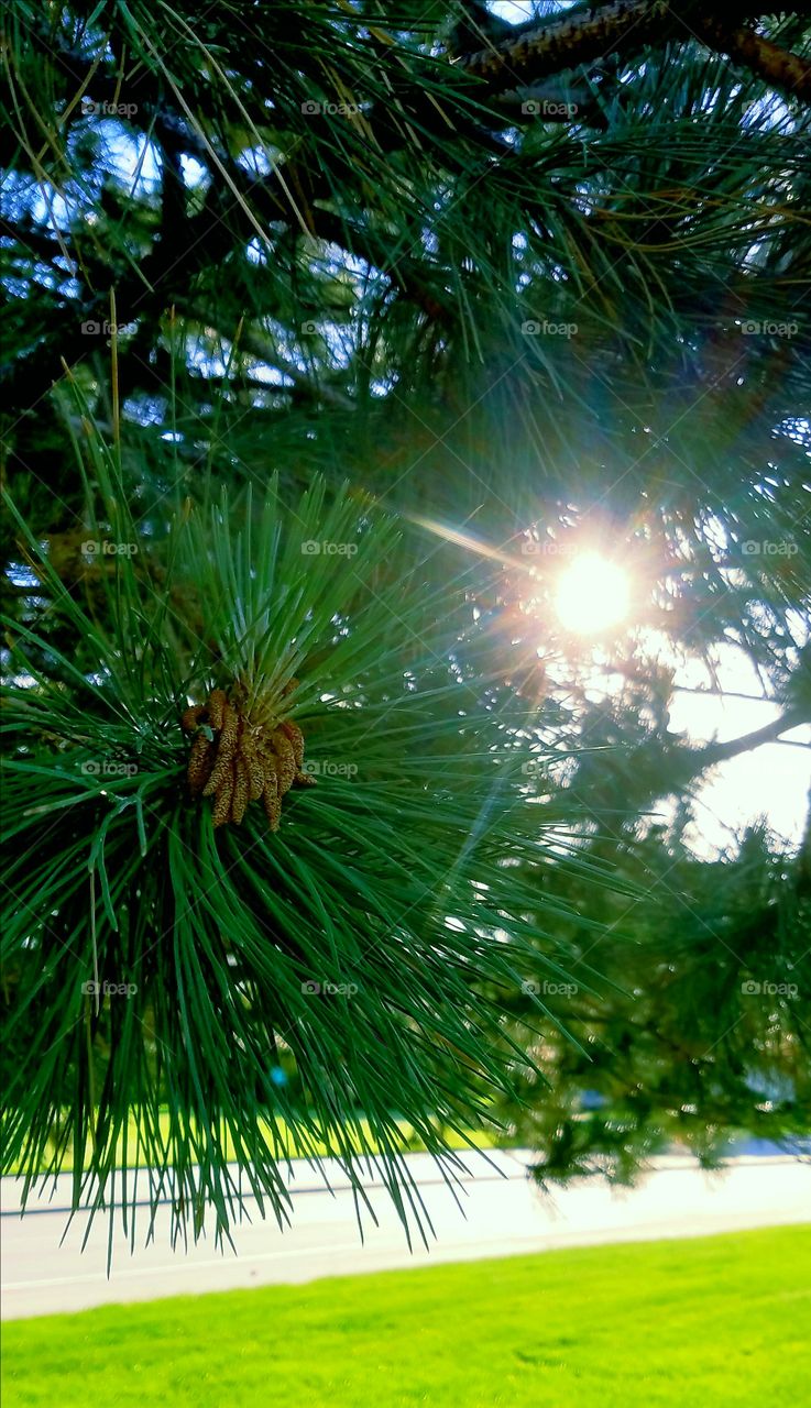 beautiful pine tree in the sun