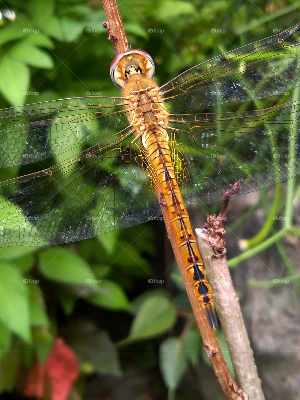 Golden dragonfly corpse.