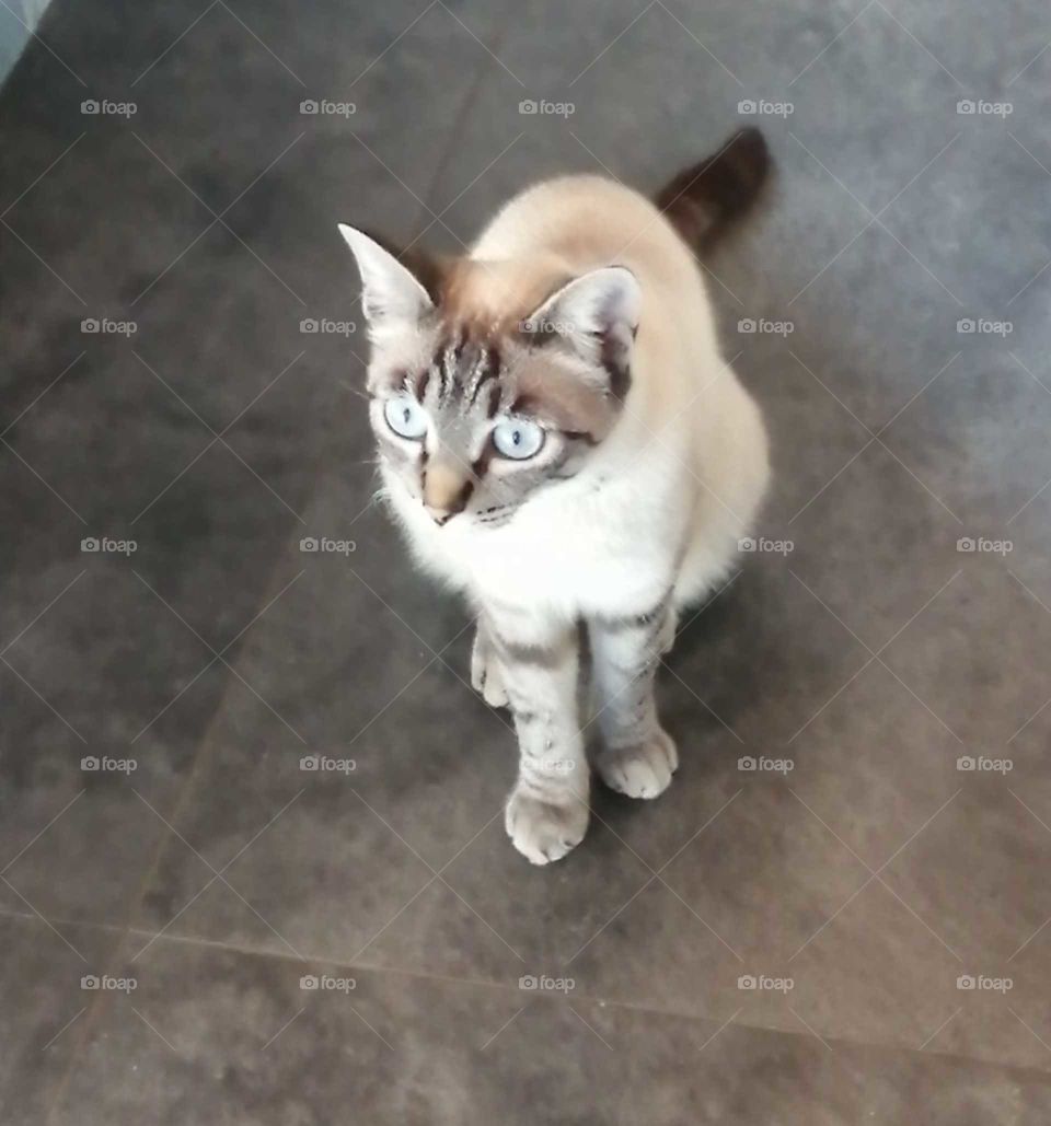 my cat Viola watching a bird's documentary