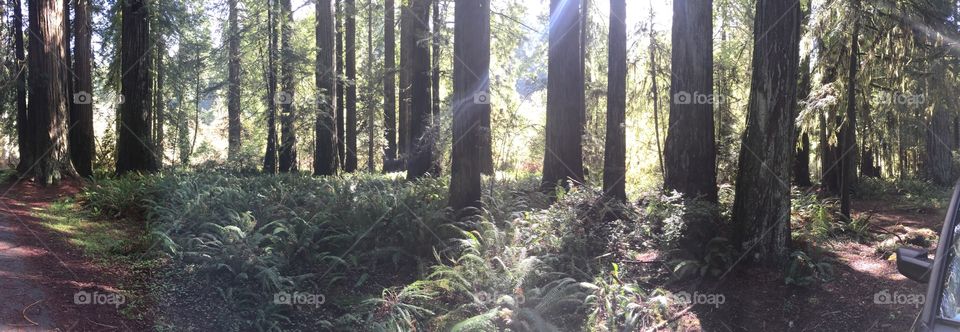 Redwood national park. A panoramic of the famous redwoods 