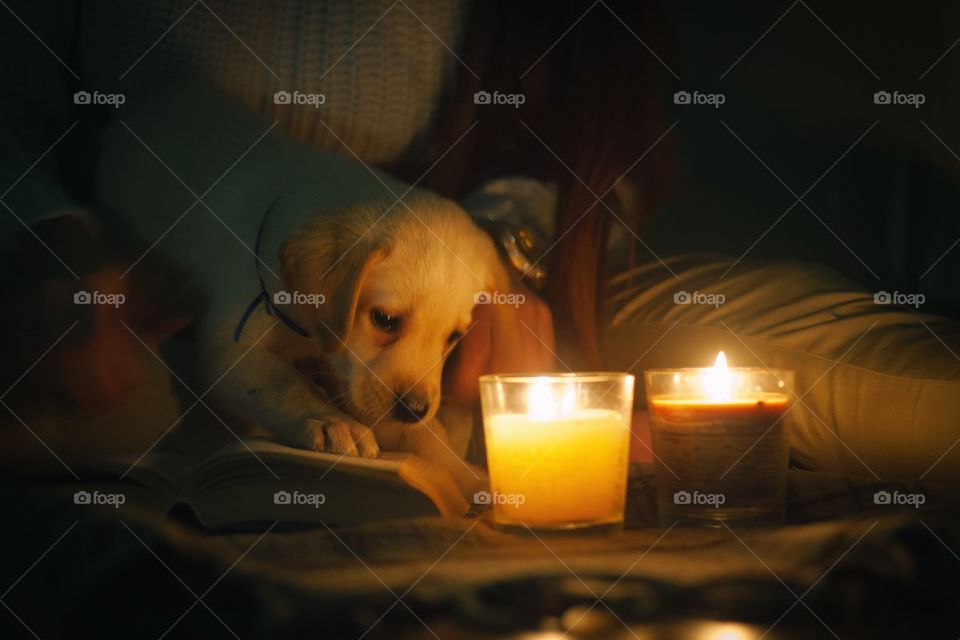 Labrador with candles