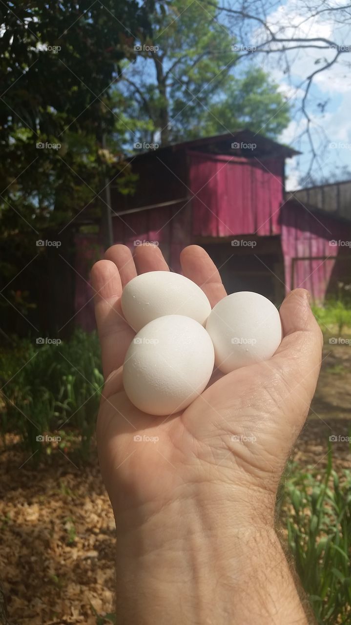 yard eggs