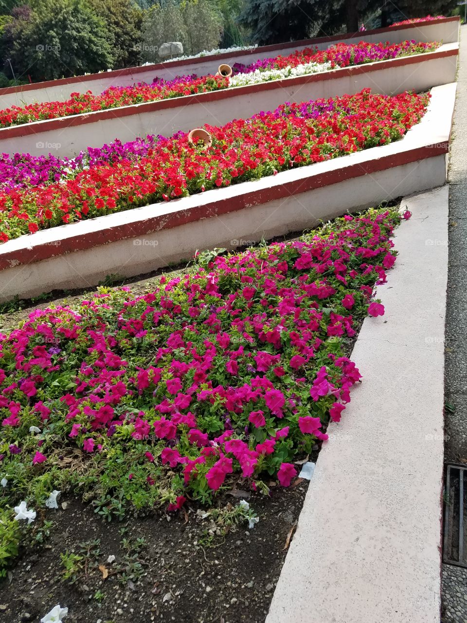 rows of different colored flowers