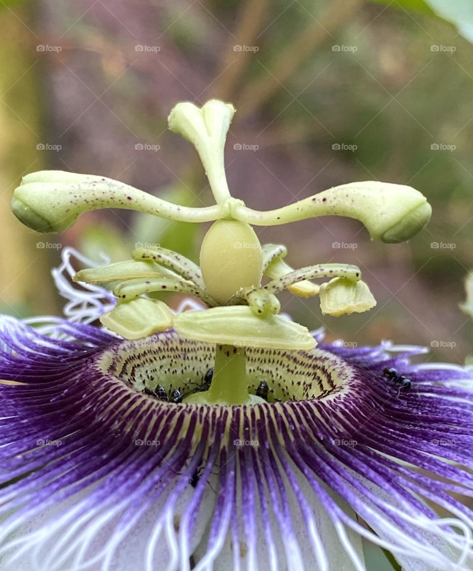 Passionfruit flower