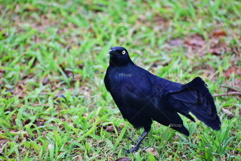 Black bird 