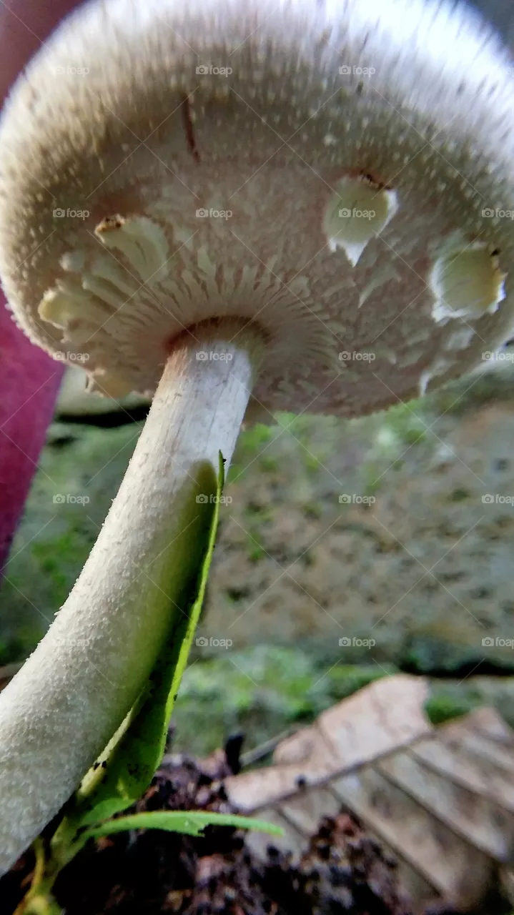 mushroom