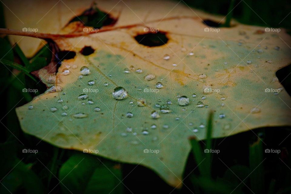 Fallen leaf with drops of rain