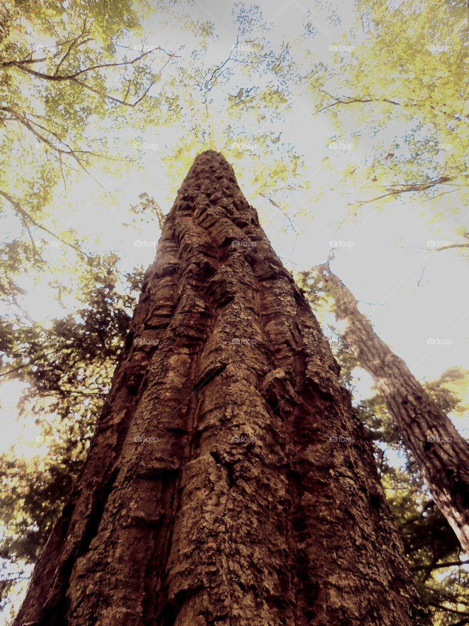 vertical tree