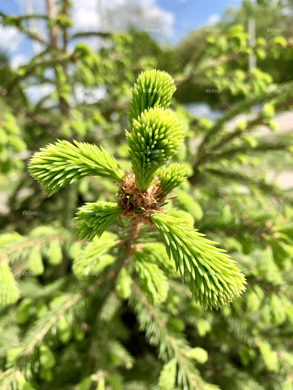 young fir branches. Color story: green.