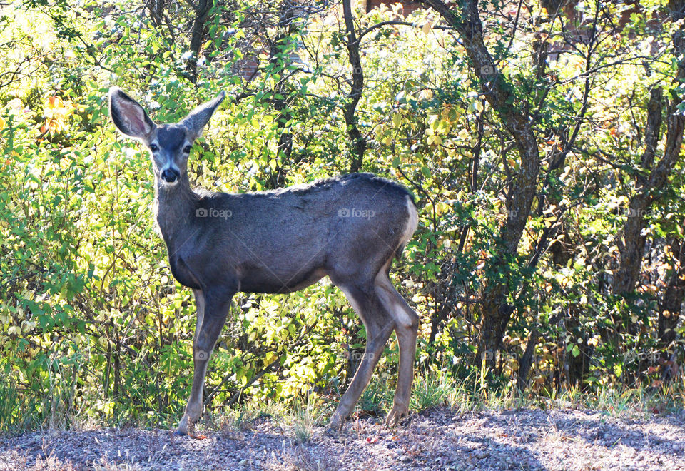 Mule deer looking at the camera